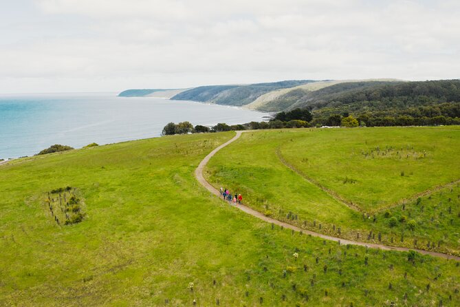 Walk With Wildlife: Guided Tour in Great Ocean Road - Tour Highlights