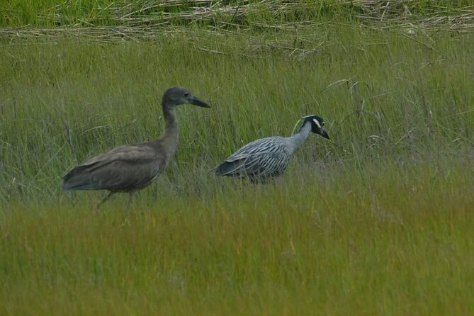 Wetlands Safari Cruise (Birding By Boat) - Birding By Boat Experience