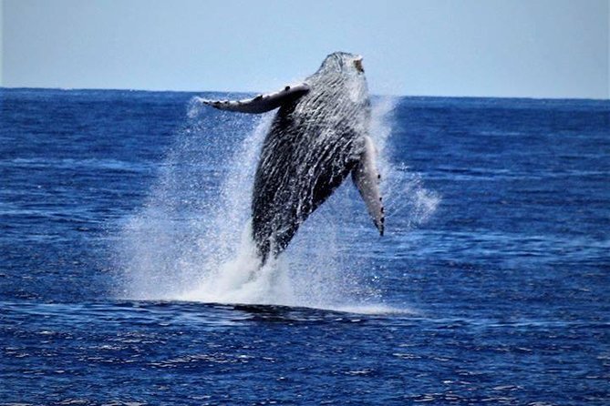 Whale Watch Excursion From the Big Island - Excursion Details