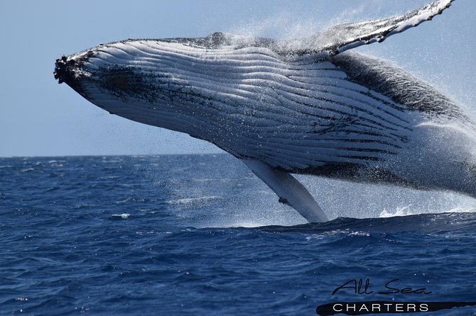Whale Watching Busselton - Tour Highlights