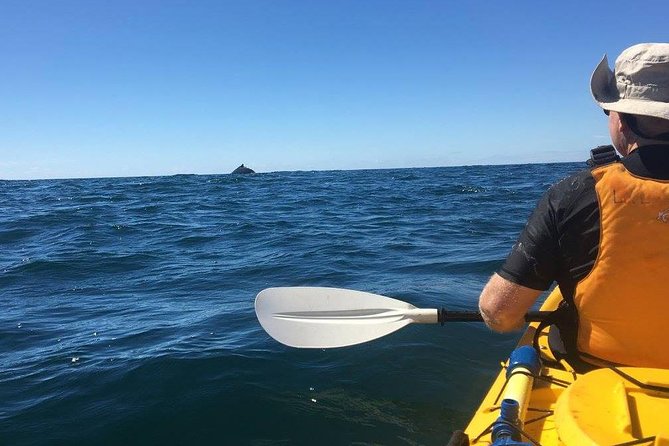 Whale Watching by Sea Kayak in Batemans Bay