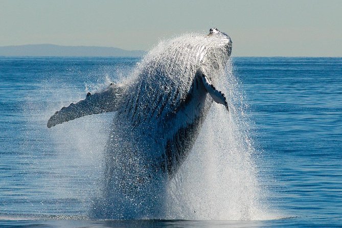 Whale Watching Cruise From Redcliffe, Brisbane or the Sunshine Coast