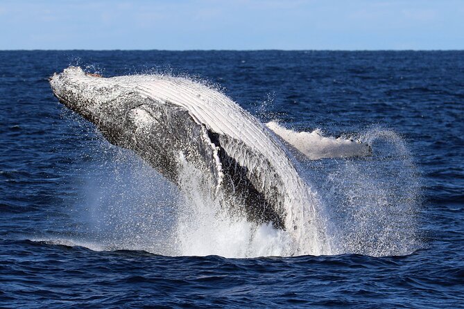 Whale Watching Cruise in New South Wales