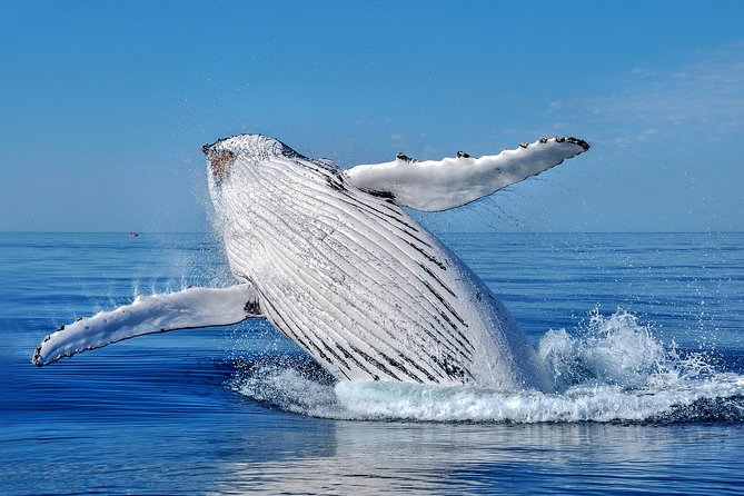 Whale Watching Dunsborough - Expert-Guided Sightings