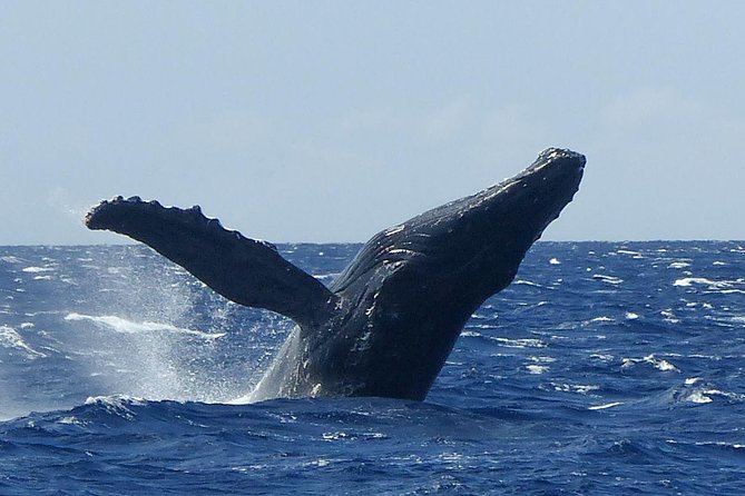 Whale Watching From Maalaea Harbor - Booking Requirements
