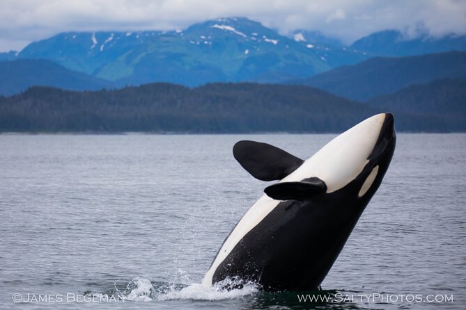 Whale-Watching, Icy Point, Hoonah , Whales, Orca, Killer-Whales. - Tour Highlights