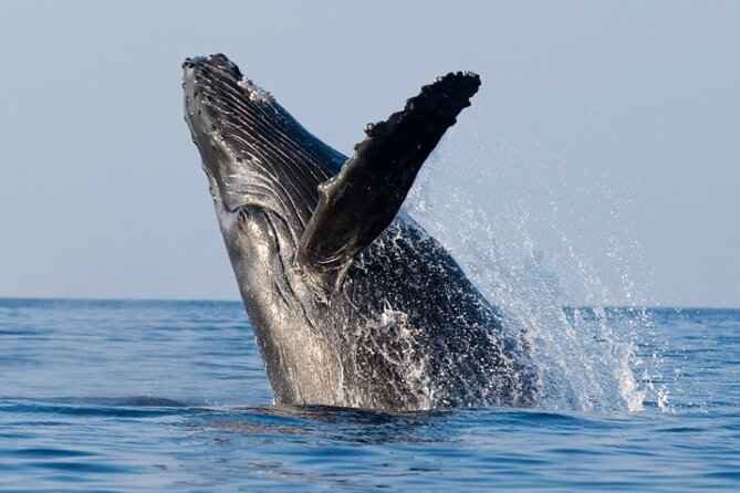 Whale Watching & Late Breakfast Cruise in Honolulu - Experience Highlights