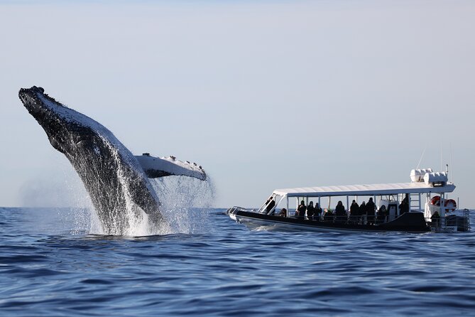 Whale Watching on Speed Boat With Canopy From Sydney Harbour - Booking Details