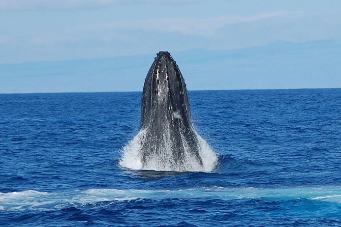 Whale Watching On The Big Island - Tour Options