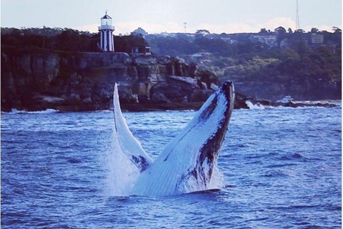 Whale Watching Sailing Experience in Sydney