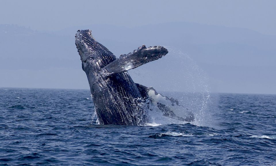 Whale Watching Tour in Victoria, BC