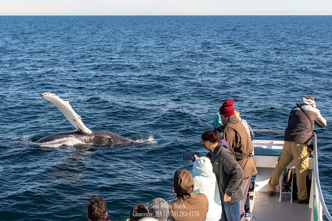 Whale Watching Trips to Stellwagen Bank Marine Sanctuary. Guaranteed Sightings! - Why Choose Stellwagen Bank Marine Sanctuary?