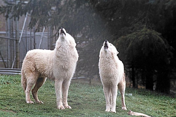 White Wolf Sanctuary Tour  – Oregon