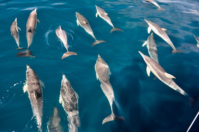Wild Dolphin Watch Cruise - Tour Departure and Location