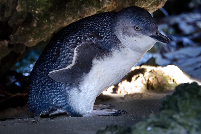 Wildlife Cruise of Shoalwater Islands With Penguin Feeding  - Perth - Tour Highlights