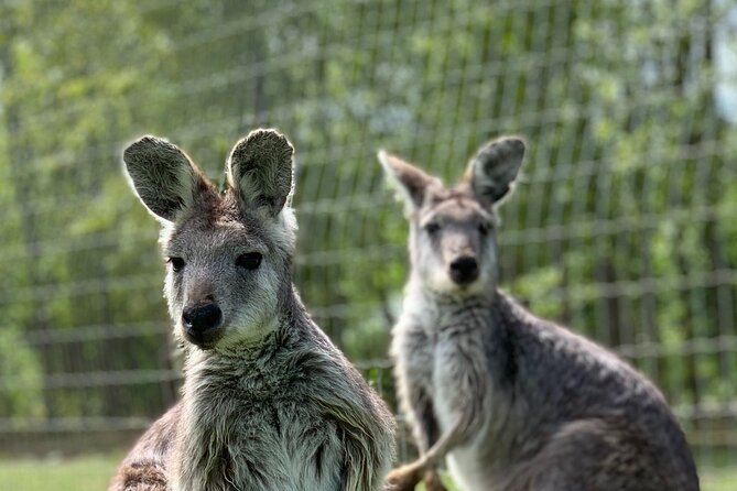 Wings Wildlife Park and Scenic Tour - Tour Inclusions