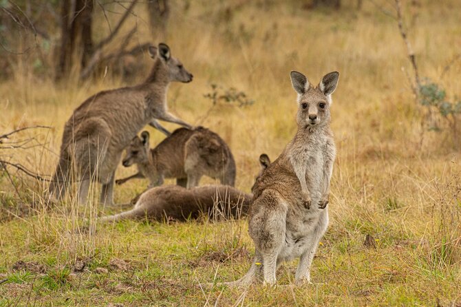 Wings & Wilds of Canberra: Tidbinbilla Half-Day Private Tour