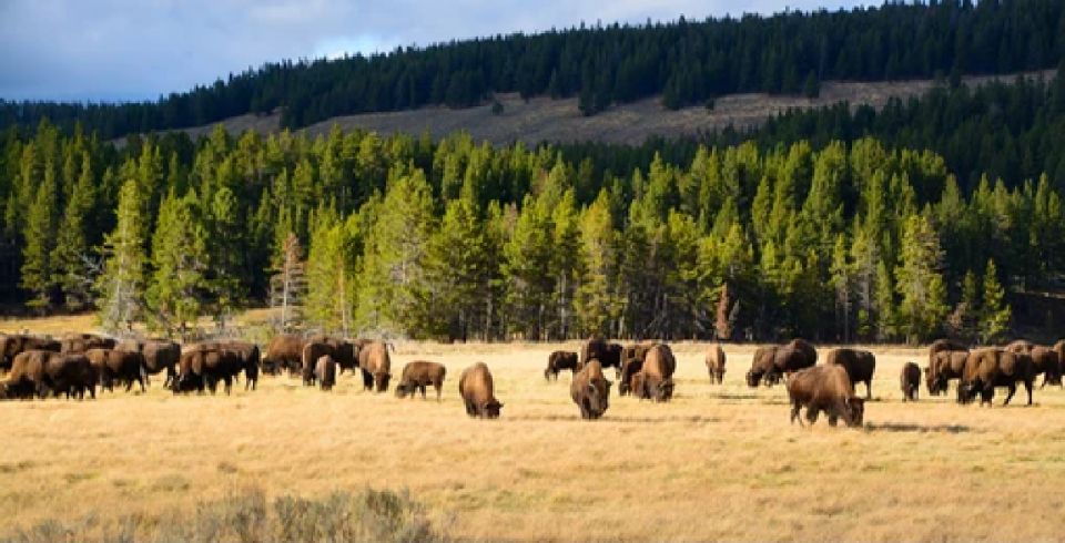 Yellowstone: Old Faithful, Waterfalls, and Wildlife Day Tour - Tour Itinerary Highlights