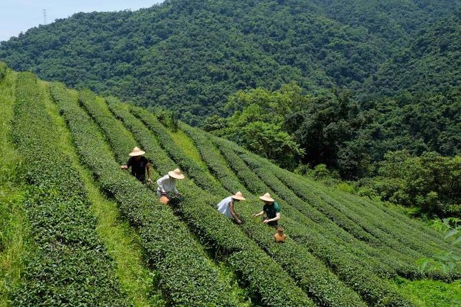 Yilan Rural Tea Picking Experience From Taipei City