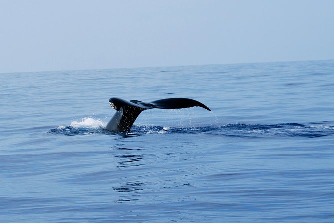 Zodiac Raft Whale Watching Adventure - Tour Highlights