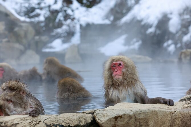 1-Day Private Snow Monkey ZenkoJi Temple & SakeTasting NaganoTour - Snow Monkey Park Visit