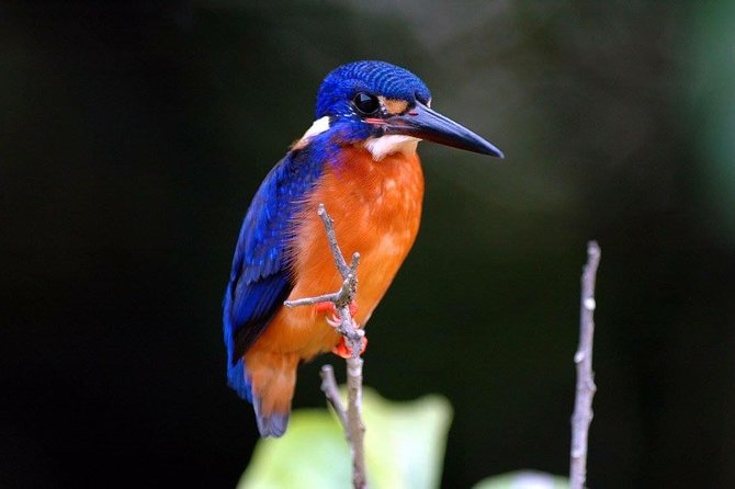 1-Hour Daintree River Wildlife Cruise - Booking Information