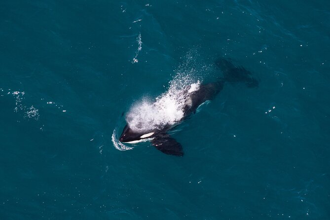 1-Hour Guided Whale Watching Premier Tour in Kaikōura - Booking Information