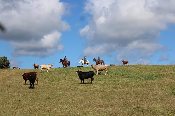 1 Hour Scenic Horseback Ride - Host Responses