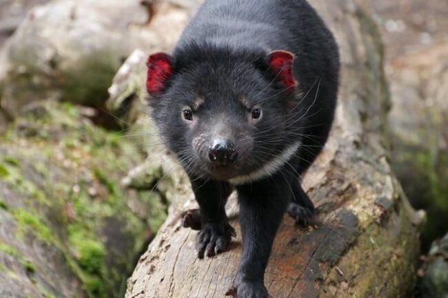 1-Hour Tasmanian Devil Feeding Day Tour at Cradle Mountain - Sanctuary Experience