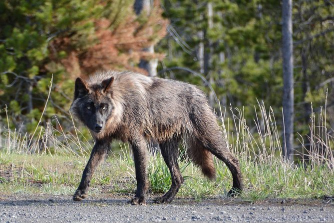 #1 SINCE 1972 All-Inclusive Yellowstone The Volcano Lower Loop - Inclusions and Amenities