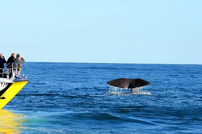 2 Day Kaikoura Whale and Dolphin Tour From Christchurch - Itinerary Details
