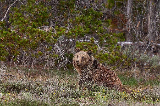 2-Day Yellowstone National Park Upper and Lower Loop Exploration - Wildlife Spotting Opportunities