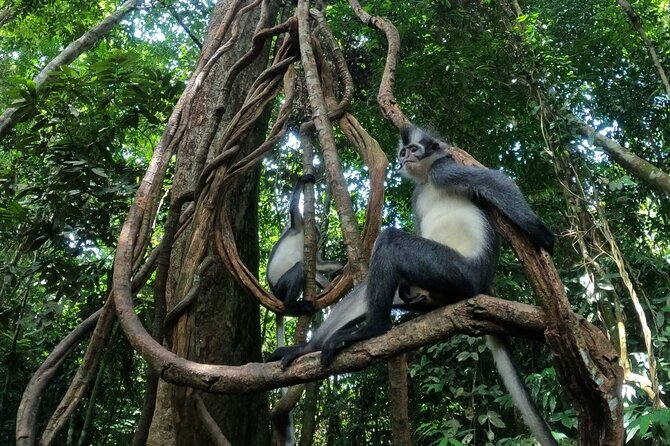 2 Days 1 Night in THE JUNGLE Mount Leuser ( See ORANGUTAN) - Reviews and Ratings