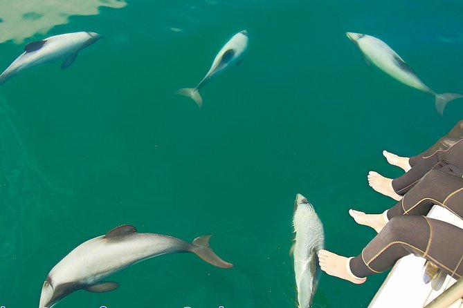 2 Hour Dolphin Viewing Eco-Tour From Picton - Experience Highlights