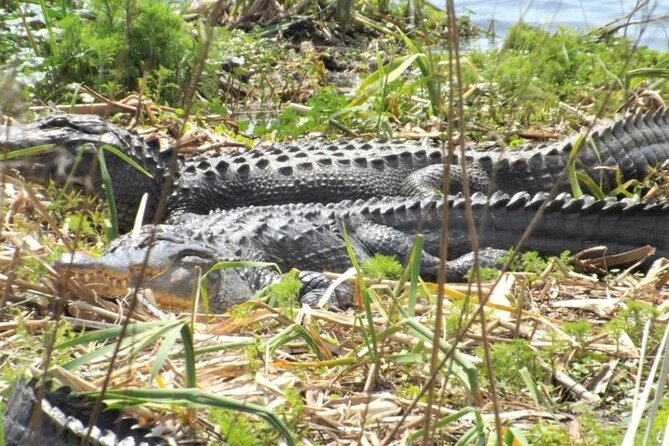 2-Hour Guided Segway Tour of Huntington Beach State Park in Myrtle Beach - Tour Inclusions