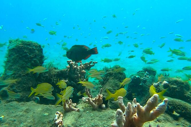 2-Hour Guided Snorkel Tour of Phil Foster Park, Blue Heron Bridge - Traveler Experience Highlights