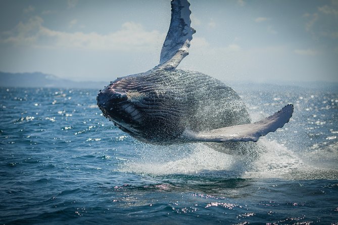 2-Hour Guided Whale Watching Tour at Noosa - Wildlife Learning Experience