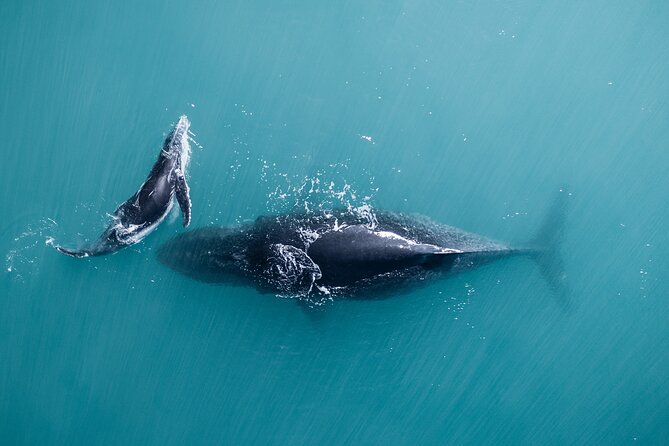 2 Hour Whale Watching Experience Departing Hillarys Boat Harbour - Ticket Information