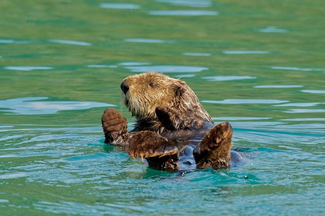 26 Glacier Cruise and Coach From Anchorage, AK - Meeting and Pickup Details