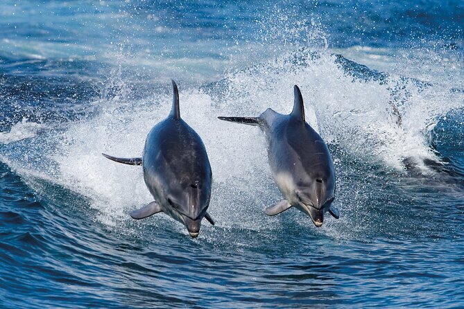 3-Hour Bruny Island Cruise From Adventure Bay, Bruny Island - Customer Reviews