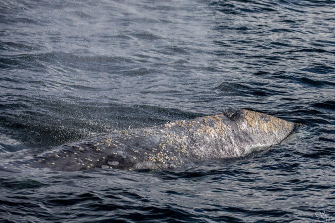 3-Hour Monterey Bay Winter Whale-Watching Tour - Inclusions and Amenities