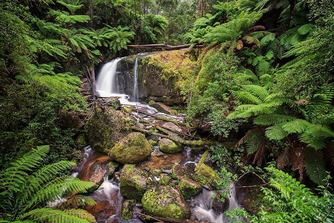 3 Hour Rainforest Walking Tour in Badger Creek - Important Reminders