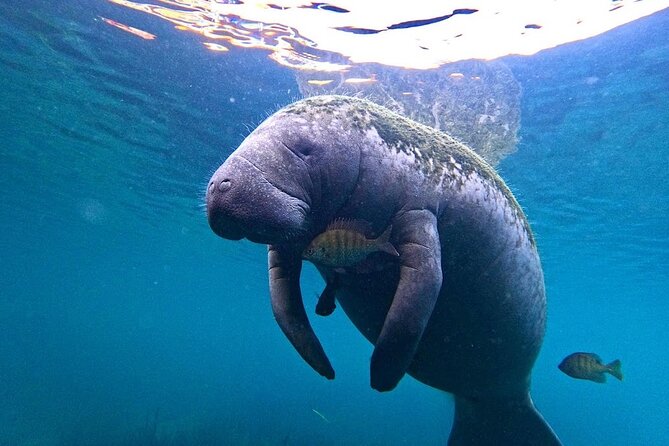 3 Hour Small Group All Inclusive Manatee Swim With Free Photo Package ! - Satisfied Customer Recommendations