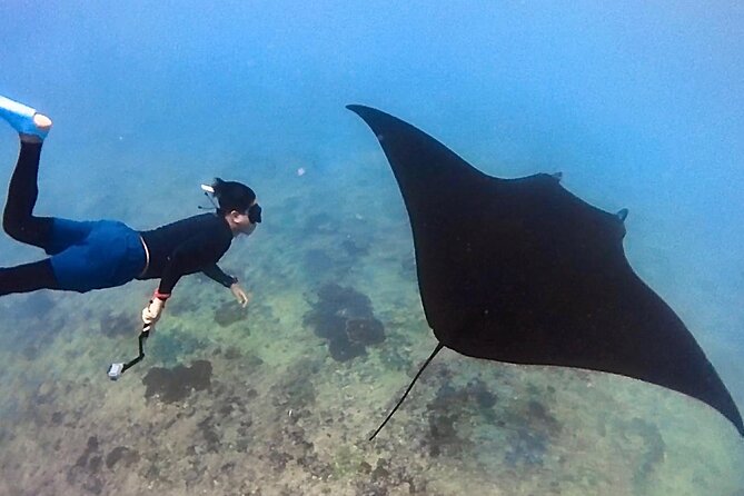 4 Spots Snorkeling Tour With Manta Rays in Nusa Penida - Manta Ray Encounters