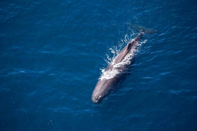 45 Minutes Whale Watching Ocean Safari Helicopter Tour Kaikoura - Visual Experience