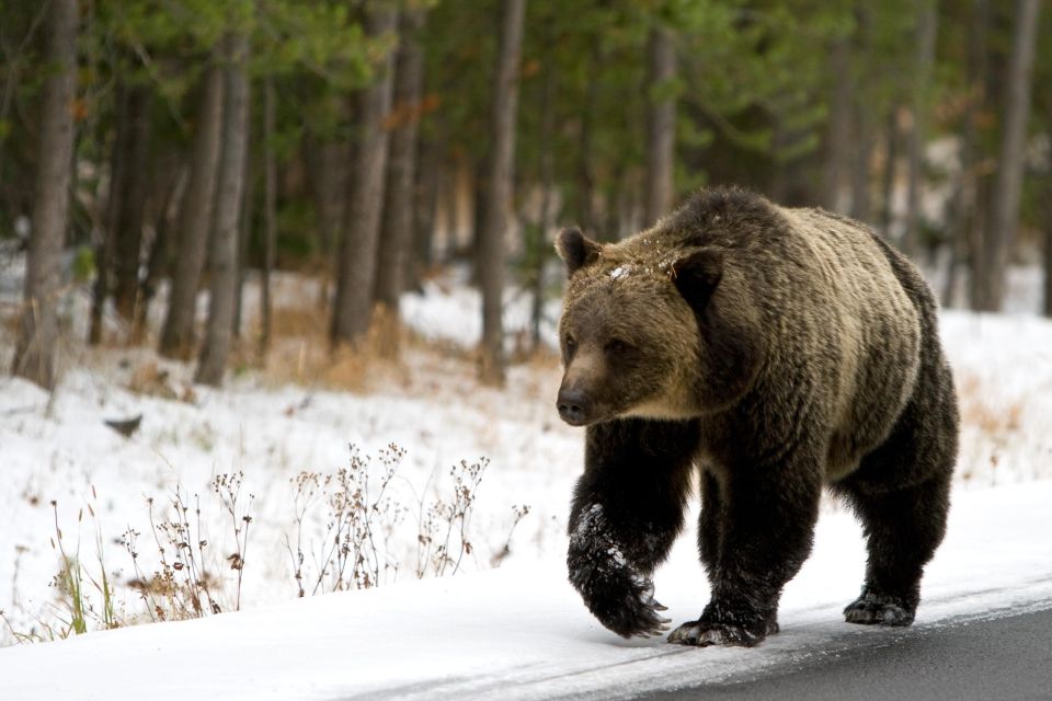 5-Day Winter Yellowstone Wildlife Tour - Experience Highlights