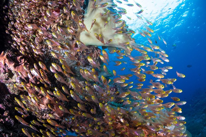 5 Fun Dives in Pemuteran (For Certified Divers) - Exploration in Menjangan Park - Dive Site: Anker Wreck