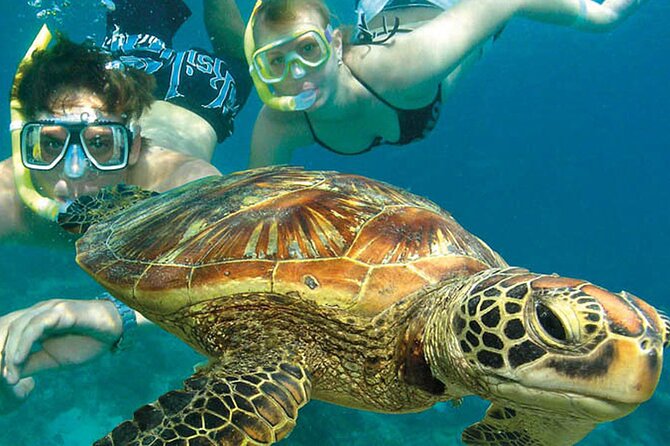 6-Day Best of Cairns Including the Great Barrier Reef, Kuranda and the Daintree Rainforest - Itinerary Details