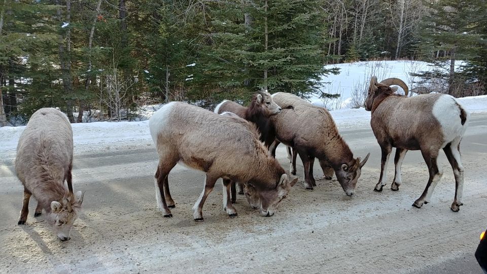 6 Day Canadian Rockies Explorer Private Tour - Experience Highlights