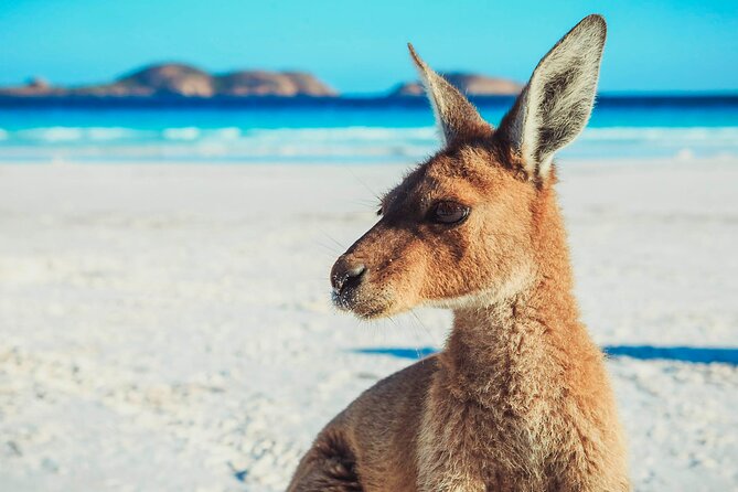 6 Day Esperance & Margaret River Adventure Tour - Traveler Experiences